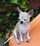 honden foto honden foto van Miranda