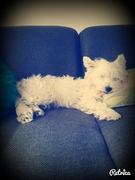 honden foto van Loes