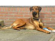 honden foto van Suzanne