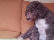 honden foto van arzu