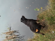 honden foto van harry2006