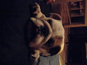 honden foto van Sara Martens