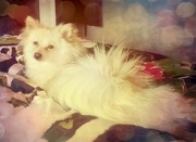 honden foto van Ariane & Snowy