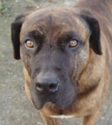 honden foto van Sindy