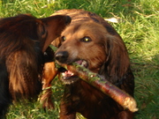 honden foto van Anne