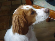 honden foto honden foto van Anneke