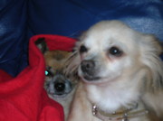 honden foto honden foto van arlette