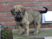 honden foto van l bunt