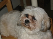 honden foto van Marlies