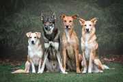 honden foto van Demi - Nova, Jairo, Loki & Kaiyu 