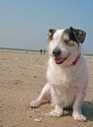 honden foto van Simon de Hond