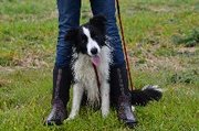 honden foto honden foto van zack