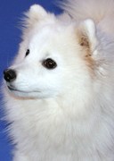 honden foto van willy