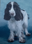 honden foto van Miranda en Lalique