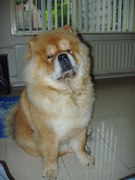 honden foto van chow chow Micka