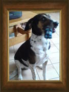 honden foto van DemRo