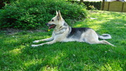 honden foto van Kelly