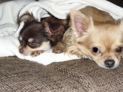 honden foto van jolanda  