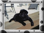 honden foto van esther