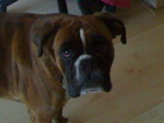 honden foto honden foto van jeanette