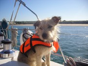 honden foto van Mo & Paco