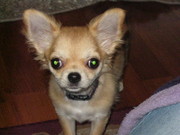 honden foto van ban