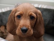 honden foto van Anita