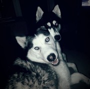 honden foto van thirza