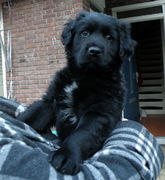 honden foto van JolandaM