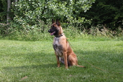 honden foto honden foto van Caroline