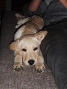 honden foto van kiana 