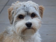 honden foto van maaike