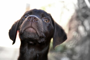 honden foto van Kim