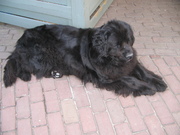 honden foto honden foto van vanhetpaviljoentje