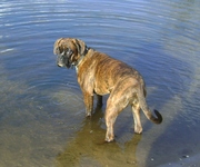 honden foto van paula