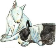 honden foto van Bully Wully