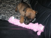 honden foto van Saya