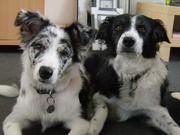 honden foto van Sabine