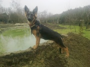 honden foto van Moppie en Boppie