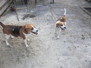 honden foto van Mellow & Mylo & een beetje Marloes