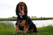 honden foto van Tyco22