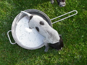 honden foto van draadje