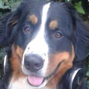 honden foto honden foto van marie-ange decuypere