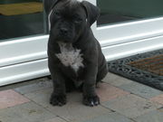 honden foto honden foto van rudy