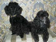 honden foto van jeannette