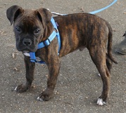 honden foto van Bolk