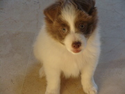 honden foto van Jolanda k