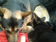 honden foto honden foto van Leatitia Caslo