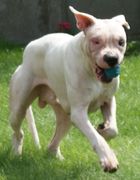 honden foto honden foto van sven reyniers