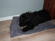 honden foto van Mirjam